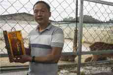 湖南新寧養(yǎng)鹿人十幾年堅守 鹿場年產(chǎn)值達九十萬元