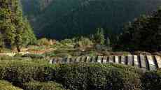 休寧縣板橋鄉(xiāng)入選全國(guó)百條紅色茶鄉(xiāng)旅游精品線路