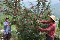 豐收的喜悅——甘肅隴南夏收見聞