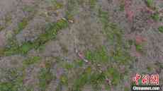 云南北移象群在峨山縣大龍?zhí)多l(xiāng)小范圍活動(dòng) 人象平安