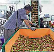 臺芒果荔枝有蟲 新西蘭暫停進(jìn)口