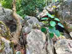 無意跌進永州龍頭山? 滿山花草樹木竟都長在石頭上