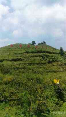 貴州山王果：今年預(yù)計銷售產(chǎn)值將突破一億元大關(guān)