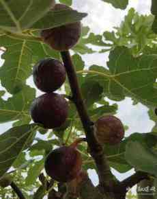 種植無(wú)花果開(kāi)滿幸?；? /></a>
                                <div   id=