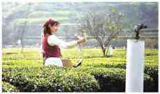 三峽“茶姑娘”帶家鄉(xiāng)茶農合作弄潮