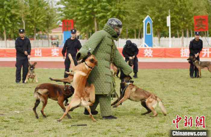 戍邊“汪星人”大比武黑龍江戰(zhàn)隊(duì)包攬3項(xiàng)冠軍