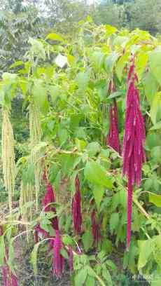 天星米還可當(dāng)花賣……