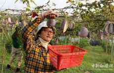 安徽廬江：八月瓜走俏市場 野生果變致富果