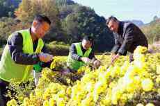 安徽休寧：愛(ài)心送進(jìn)光榮門? 田間采菊暖老兵