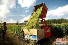 “神奇莊稼”破青?！皷|大門”“靠天吃飯”窘境