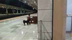 男子衡山西站坐高鐵，遭遇黑狗驚魂? 差點(diǎn)被咬了