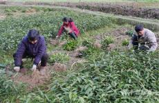 湖南隆回金石橋鎮(zhèn)：黨建引領(lǐng)產(chǎn)業(yè)興旺