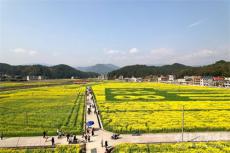 湖南隆回：水稻高產(chǎn)地?油菜花開(kāi)惹人醉　