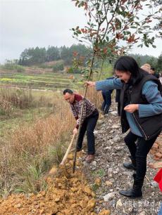 湖南武岡市田家渡完全小學(xué)教師們積極開展義務(wù)植樹活動