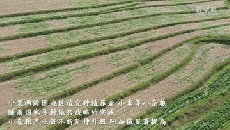 奮進(jìn)新征程 建功新時代·偉大變革｜小雜糧的新生