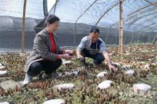 羊肚菌長(zhǎng)岀來產(chǎn)業(yè)興起來