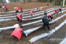 湘西古丈一中：開展“蓋膜助農”志愿服務主題黨日活動