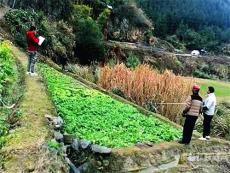 湖南新田縣三塘源村：試種羅漢果發(fā)展集體經濟