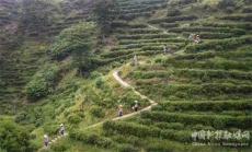 岳陽(yáng)市第三屆黃茶制茶師大賽在白石茶園開幕