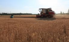 全國“三夏”大規(guī)模小麥機收全面展開