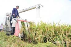 “隆兩優(yōu)8612”超級稻平均畝產(chǎn)達(dá)1105.6公斤