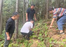 休寧縣鶴城：外出“取經(jīng)”謀劃林下生“金”