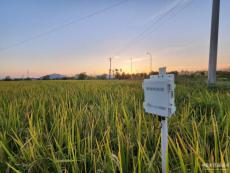 長(zhǎng)江畔秋收見聞：稻田里藏了多少“黑科技”