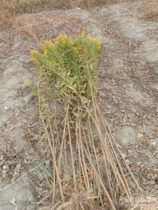 鏟除“一枝黃花”守護源頭生態(tài)