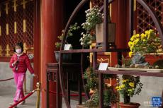 北京：秋日賞菊