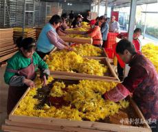 生態(tài)金絲皇菊 富鄉(xiāng)親美鄉(xiāng)村