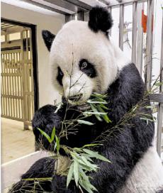 ?贈(zèng)臺(tái)大熊貓“團(tuán)團(tuán)”身體狀況好轉(zhuǎn)