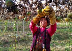 安徽廬江：小瓜蔞成了“金疙瘩”