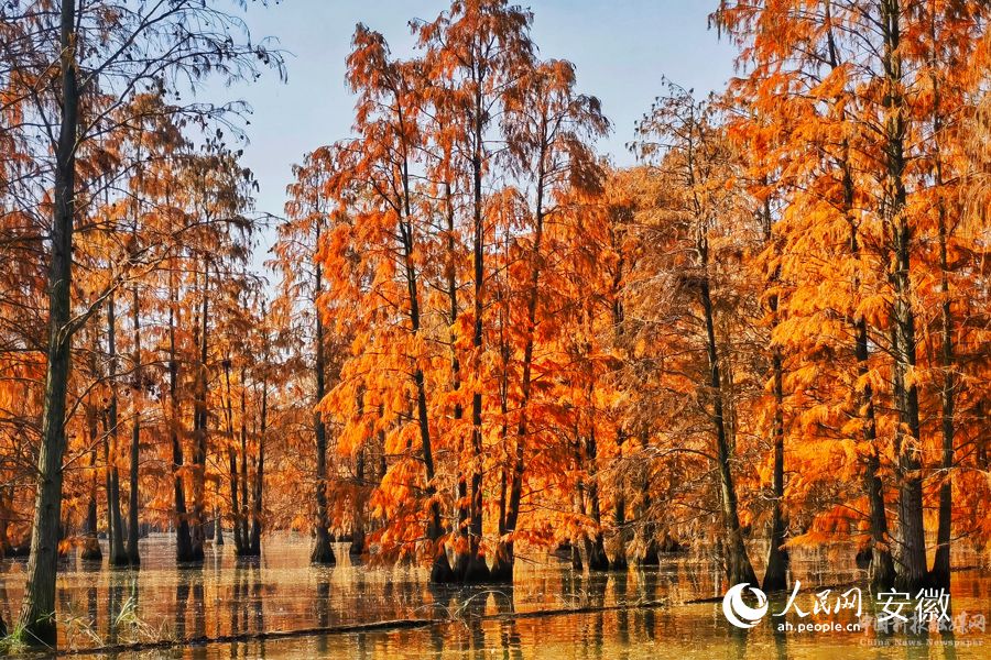 池杉湖國家濕地公園內(nèi)池杉林進(jìn)入最佳觀賞期。人民網(wǎng)  周坤攝