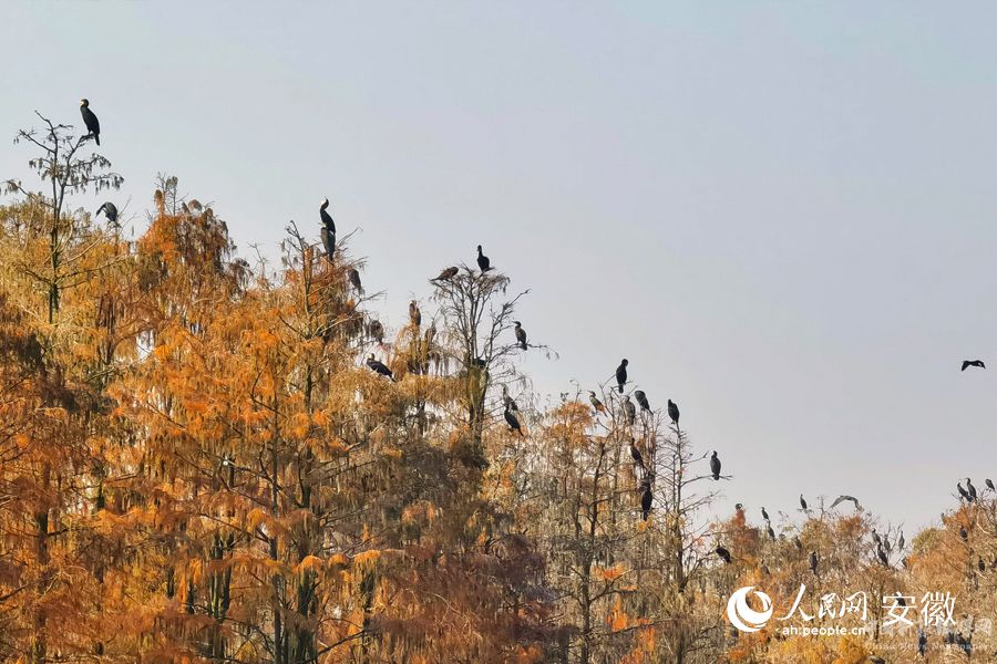 池杉林上棲息著眾多鳥類。人民網(wǎng) 周坤攝
