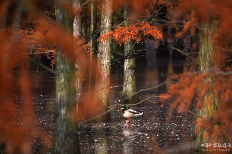 池杉湖國家濕地公園內(nèi)棲息的候鳥。吳宗寶攝