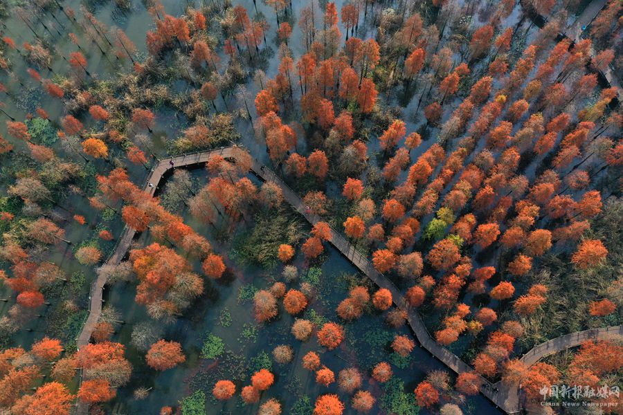 俯瞰池杉湖國家濕地公園。吳宗寶攝