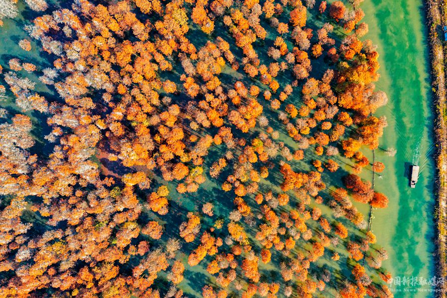 游船徜徉在池杉湖國家濕地公園內(nèi)。崔吉沛攝