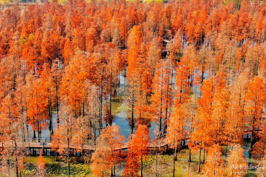 俯瞰池杉湖國家濕地公園內(nèi)的觀光棧道。崔吉沛攝