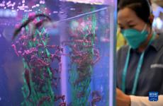 2022年中國(guó)（海南）國(guó)際熱帶農(nóng)產(chǎn)品冬季交易會(huì)開(kāi)幕