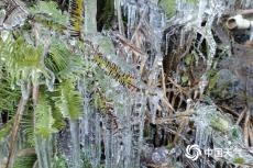北方多地降溫明顯 東北將迎今冬以來最強降雪