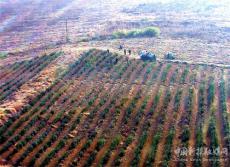 安徽廬江：茶葉“冬補(bǔ)”