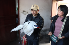 愛(ài)心接力，新寧一只受傷的白鷴得到救助