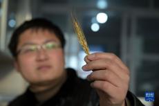 返鄉(xiāng)“新農人”的“興農夢”