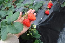 貴州臺江：飄香四溢??迎來“莓”好生活