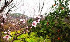 滿園春色惹人醉