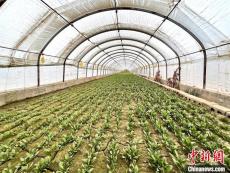 新疆宜居宜業(yè)和美鄉(xiāng)村“美”在何方？