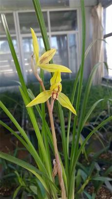 蘭花飄香幸福來(lái)