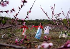 安徽廬江：桃花艷 果實(shí)俏