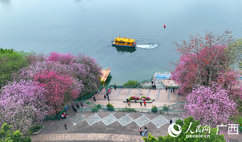 柳州市區(qū)東堤碼頭盛開的紫荊花。人民網(wǎng) 付華周攝