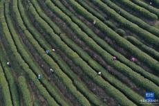 清明近 農(nóng)事忙